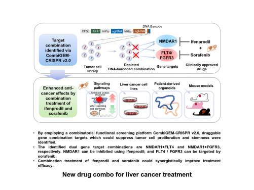 HKUMed research team identifies new drug combo for liver cancer  via CRISPR-Cas9 screen